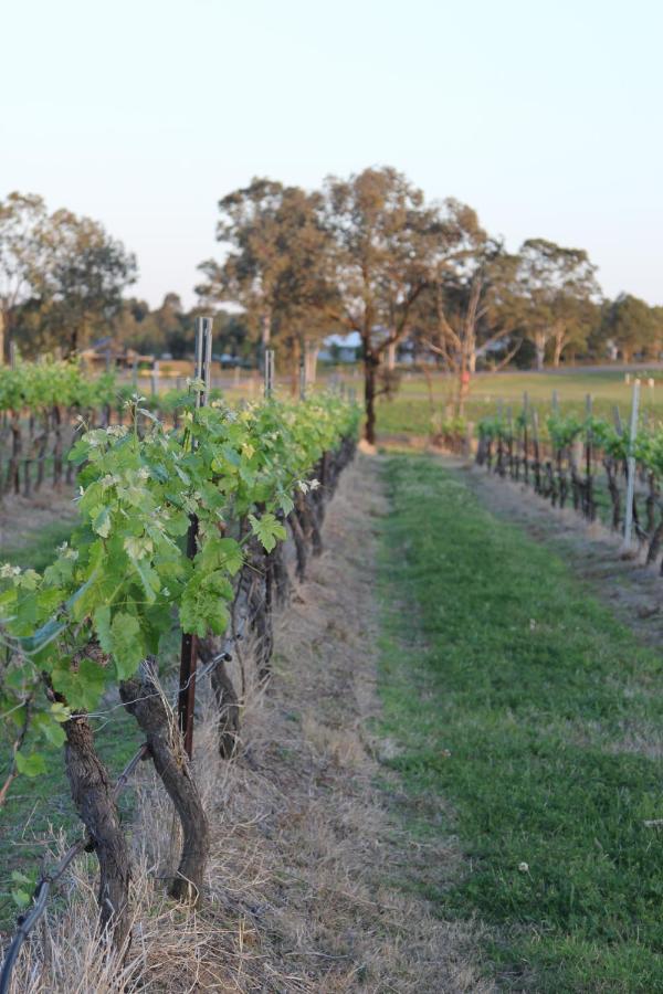 Blueberry Hill Vineyard Stay Rothbury ภายนอก รูปภาพ